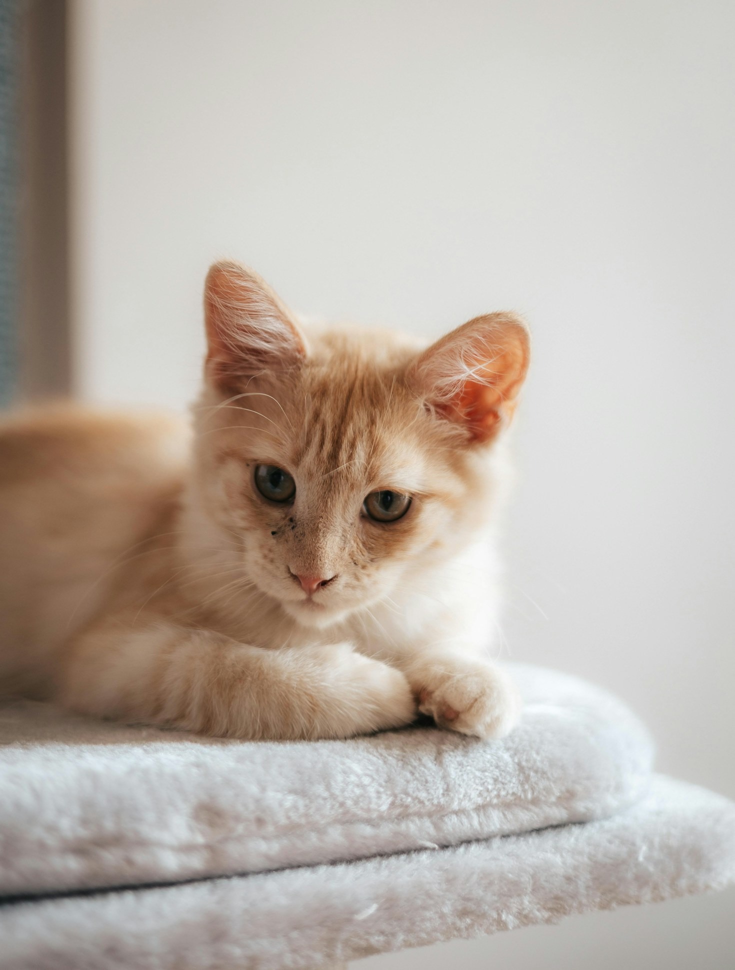 Jak przygotować się do adopcji kota?